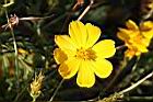 大金雞菊-花1.jpg