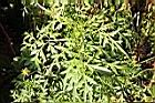 大金雞菊-葉5.jpg