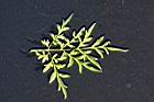 大金雞菊-葉正0.jpg