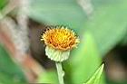 大頭艾納香-花8.JPG