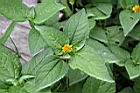 天文草-花07.JPG