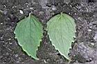 小米菊-葉1.jpg