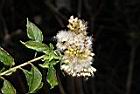 小舌菊-實序06.JPG
