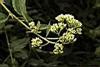 小舌菊-花序01.JPG