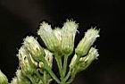 小舌菊-花序15.JPG