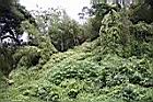 小花蔓澤蘭35.jpg
