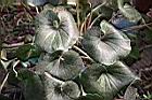 山菊-葉4.jpg