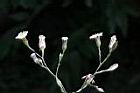 帚馬蘭-花序05.JPG