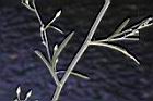 帚馬蘭-莖01.JPG