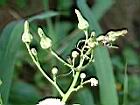 掃帚菊-花7.JPG