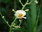 掃帚菊-花8.JPG
