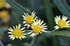 新竹油菊-花0.jpg