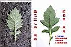 昭和-黃花-葉.jpg