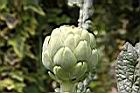 朝鮮薊-花苞02.JPG