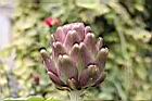 朝鮮薊-花苞05.JPG