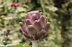 朝鮮薊-花苞06.JPG