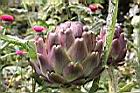 朝鮮薊-花苞10.JPG