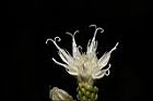桃葉斑鳩菊-花15.JPG