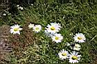 法國菊10.jpg