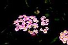 洋蓍草-花00.JPG