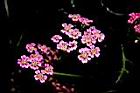 洋蓍草-花03.JPG