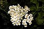 洋蓍草-花07.JPG