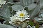 玉山籟簫-花23.JPG