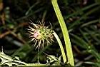 玉山薊-花苞03.JPG
