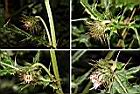 玉山薊-花苞1.jpg