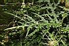 玉山薊-葉06.JPG