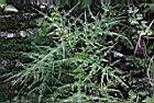 玉山薊17.JPG