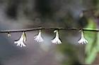 玉山鬼督郵-花00.jpg