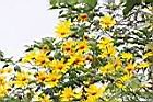 王爺葵-花05.jpg
