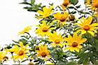 王爺葵-花09.jpg