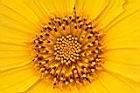 王爺葵-花蕊12.jpg