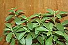 甜菊09.JPG