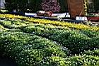 白晶菊1.jpg