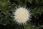 白花小薊-花21.JPG