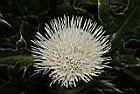白花小薊-花28.JPG