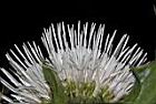 白花小薊-花冠00.JPG