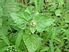白花藿香薊1.JPG