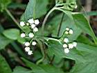 白花藿香薊5.JPG