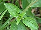 白花藿香薊7.JPG