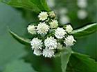 白花藿香薊9.JPG