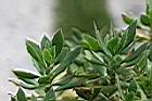 白藍菊-葉1.jpg