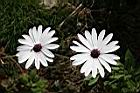 白藍菊08.jpg