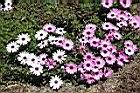 白藍菊19.jpg