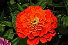 百日草-花-紅02.JPG
