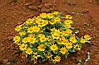 皇帝菊05.jpg