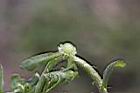 石胡荽-果托3.jpg